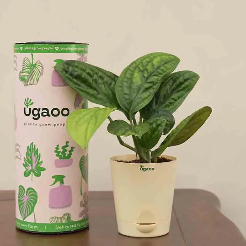 Ugaoo Monstera Peru Green Plant media 6