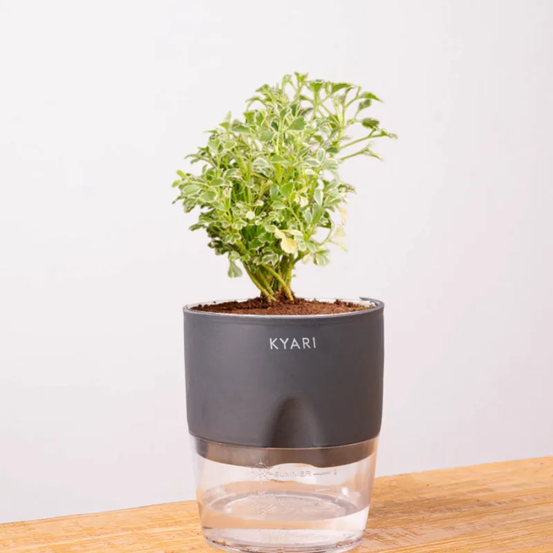 Kyari Aralia Variegated With Self Watering Pot - Grey media 7