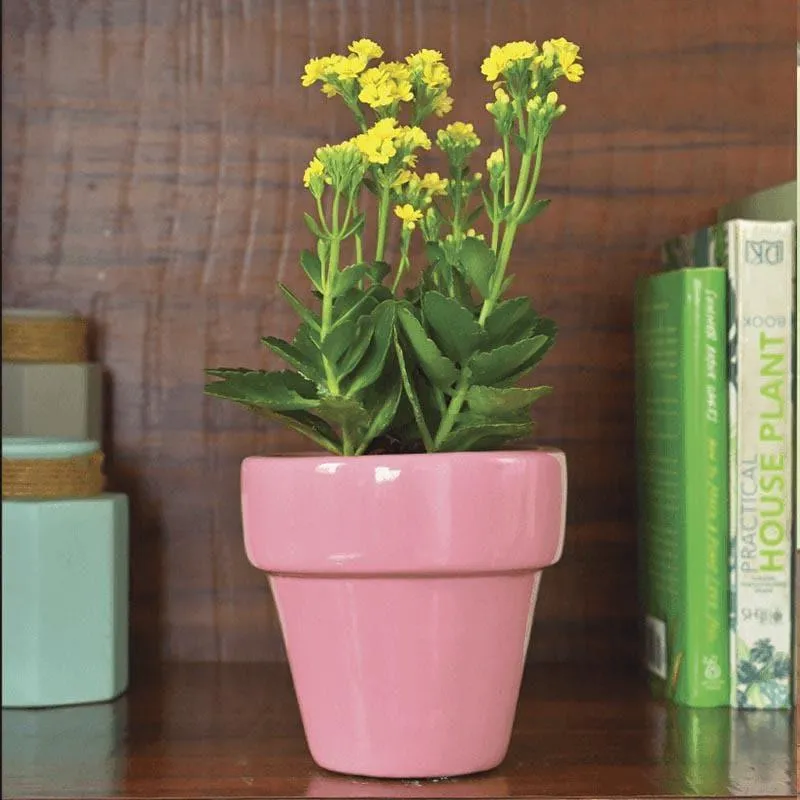 Ugaoo The Dream Ceramic Pot (13 CM) - Magenta media 3