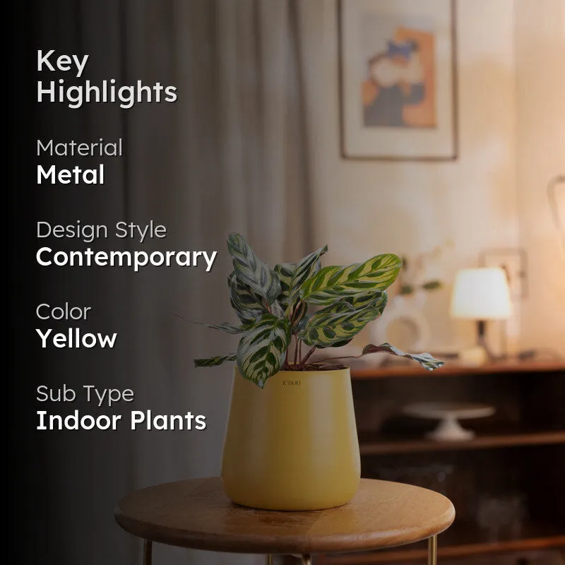 Kyari Peacock Plant With Metal Self Watering Pot - Yellow media 2