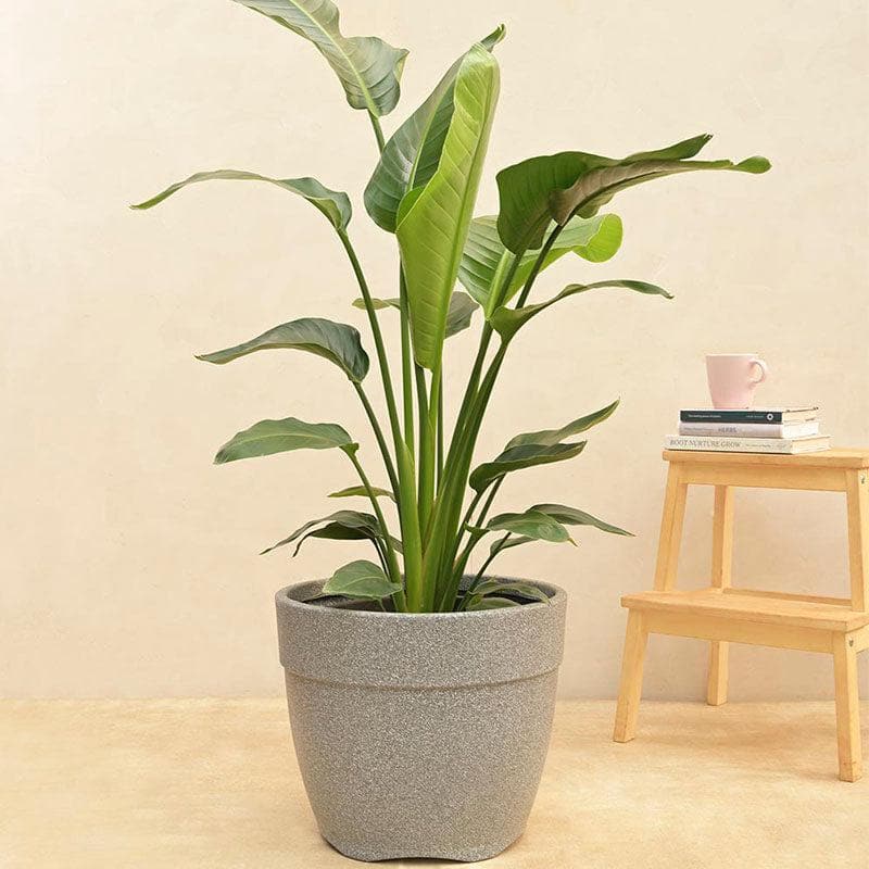 Ugaoo Barca Round Large Planter - Grey media 3