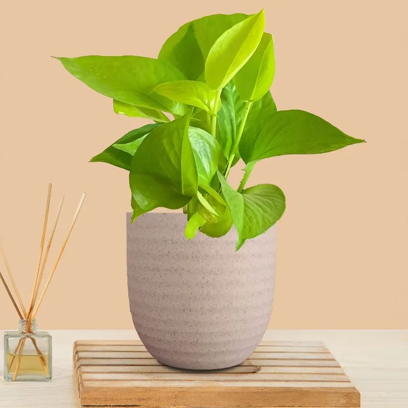 Greenkin Money Plant Golden Live Plant - Ivory media 3