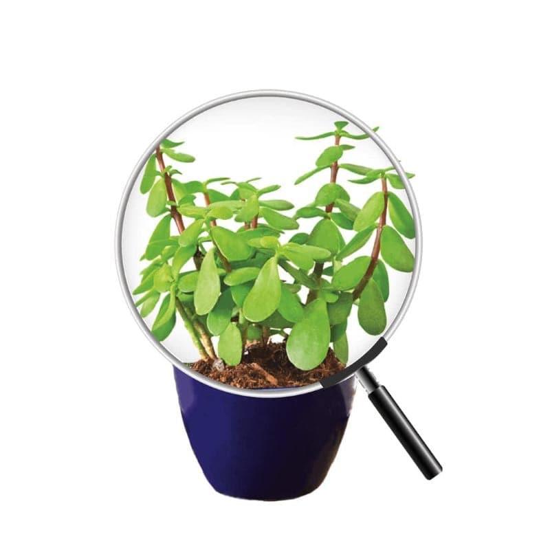 Ugaoo Good Luck Jade Plant With Apple Blue Ceramic Pot media 4