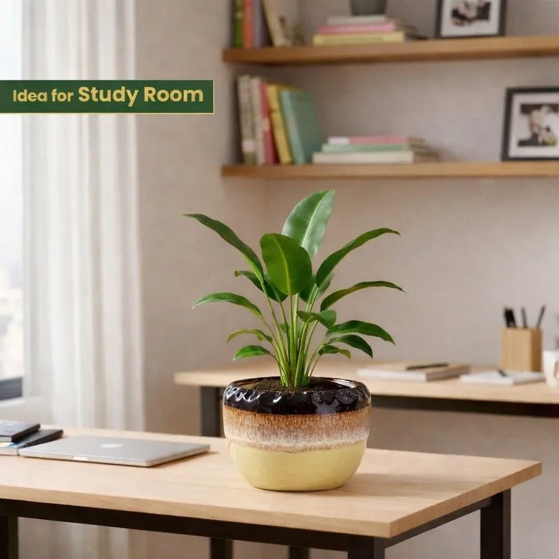 A round ceramic planter with a tall green plant on a study room desk