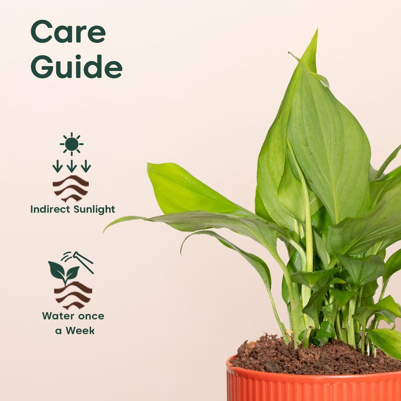 Kyari Peace Lily Plant with Self Watering Pot - Red media 5