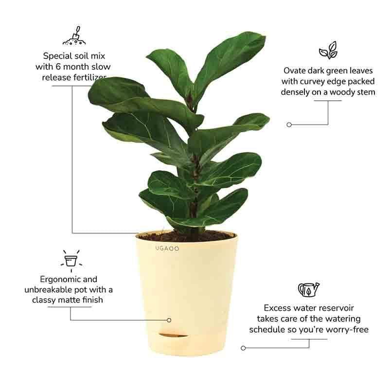 Ugaoo Fiddle Leaf Fig Plant - Bambino (Medium) media 8
