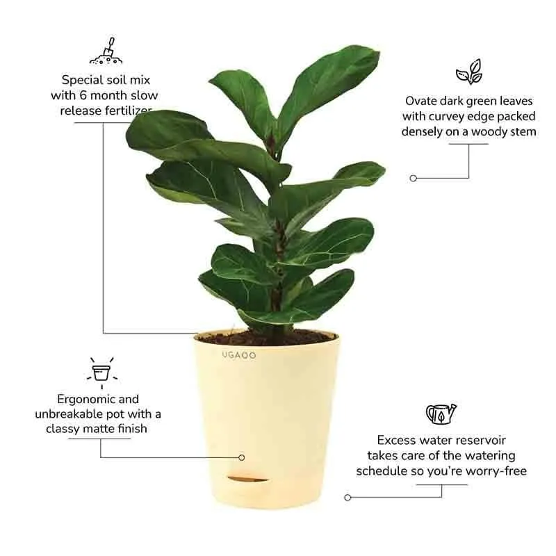 Ugaoo Fiddle Leaf Fig Plant - Bambino (Medium) media 8