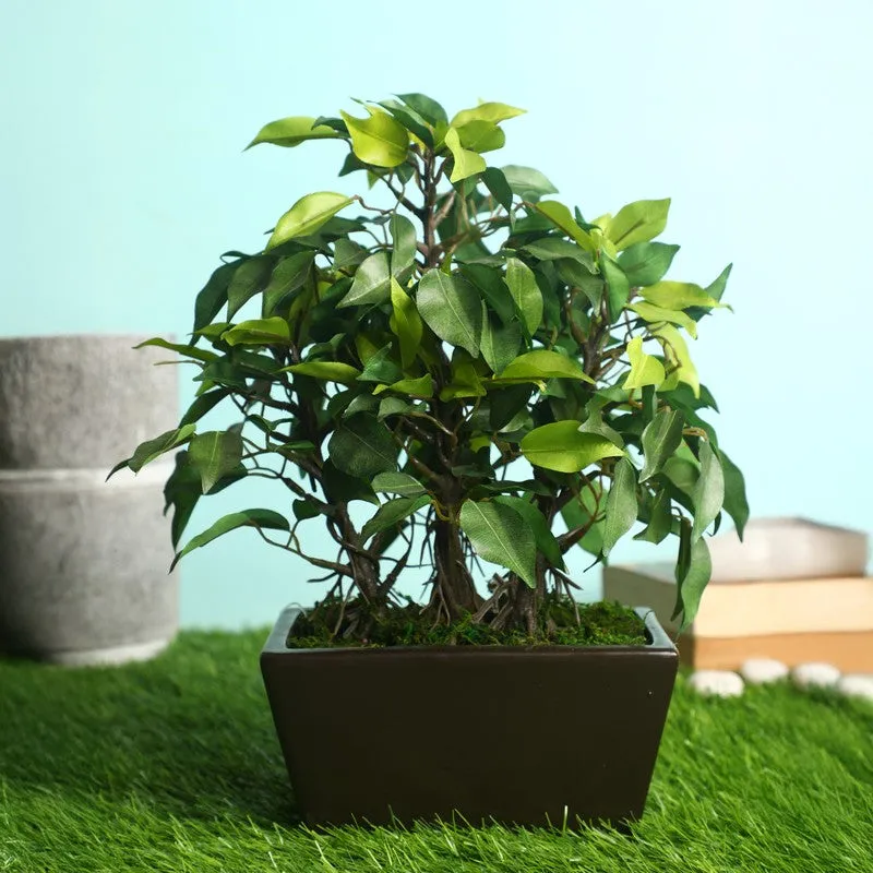Green Ficus Artificial Bonsai Plant With Ceramic Pot - 1 Feet media 1