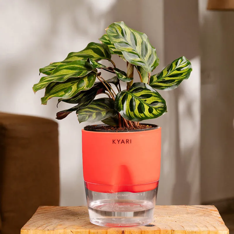 Kyari Peacock Plant With Self Watering Pot - Red media 1