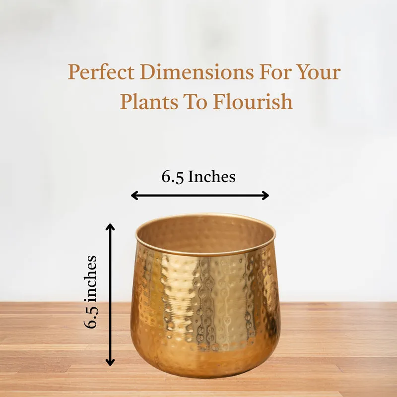 Rooted Charm Auric Golden Planter media 6