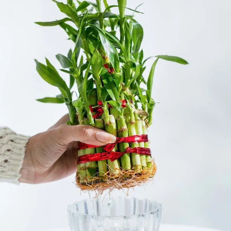 Ugaoo Lucky Bamboo Plant - 3 Layer media 5