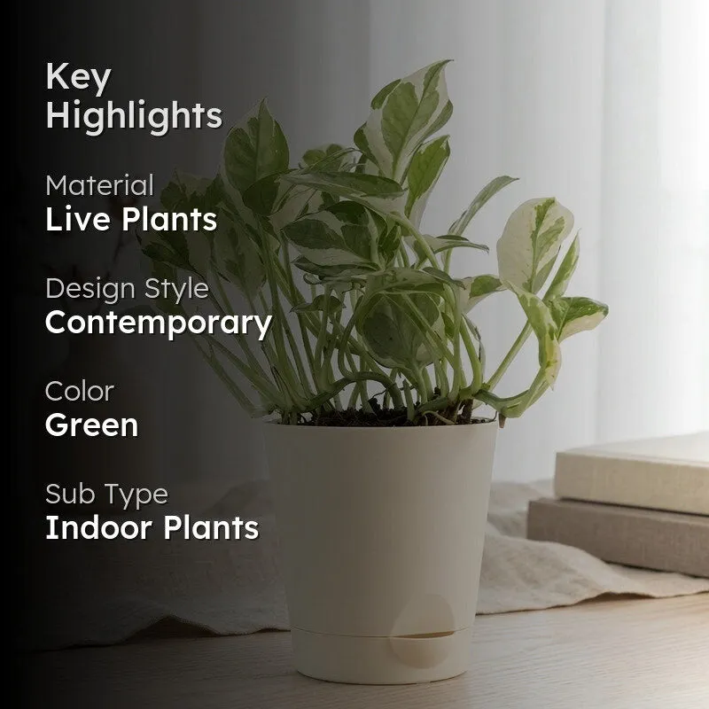 Pothos plant in a cream pot with a key highlights overlay