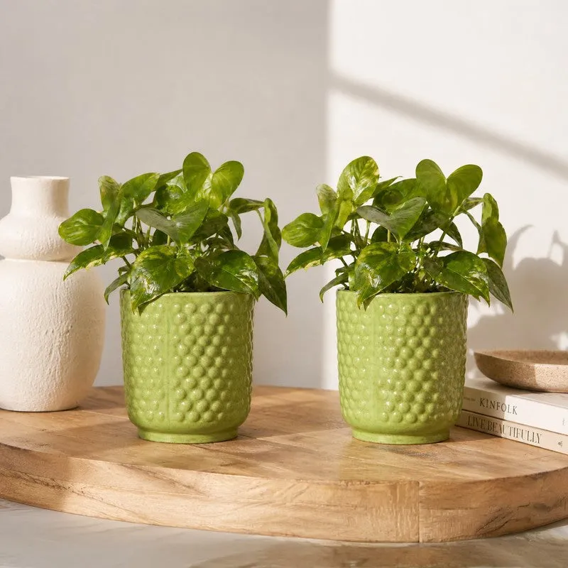 Two green ceramic bubble-textured planters holding leafy plants