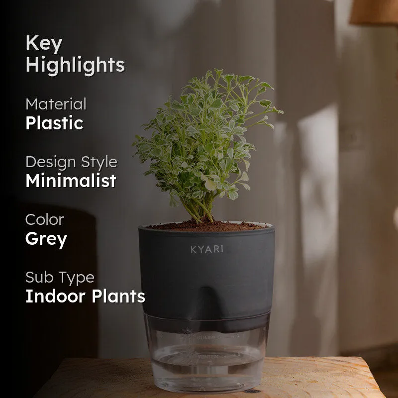 Kyari Aralia Variegated With Self Watering Pot - Grey media 2