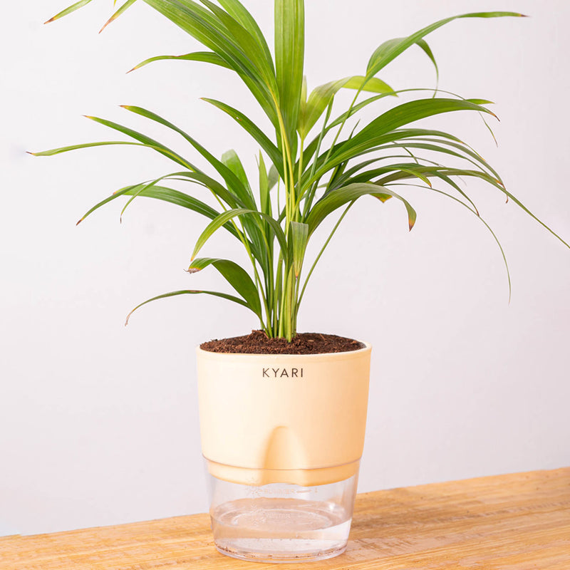 Kyari Areca Palm With Self Watering Pot - Ivory media 6