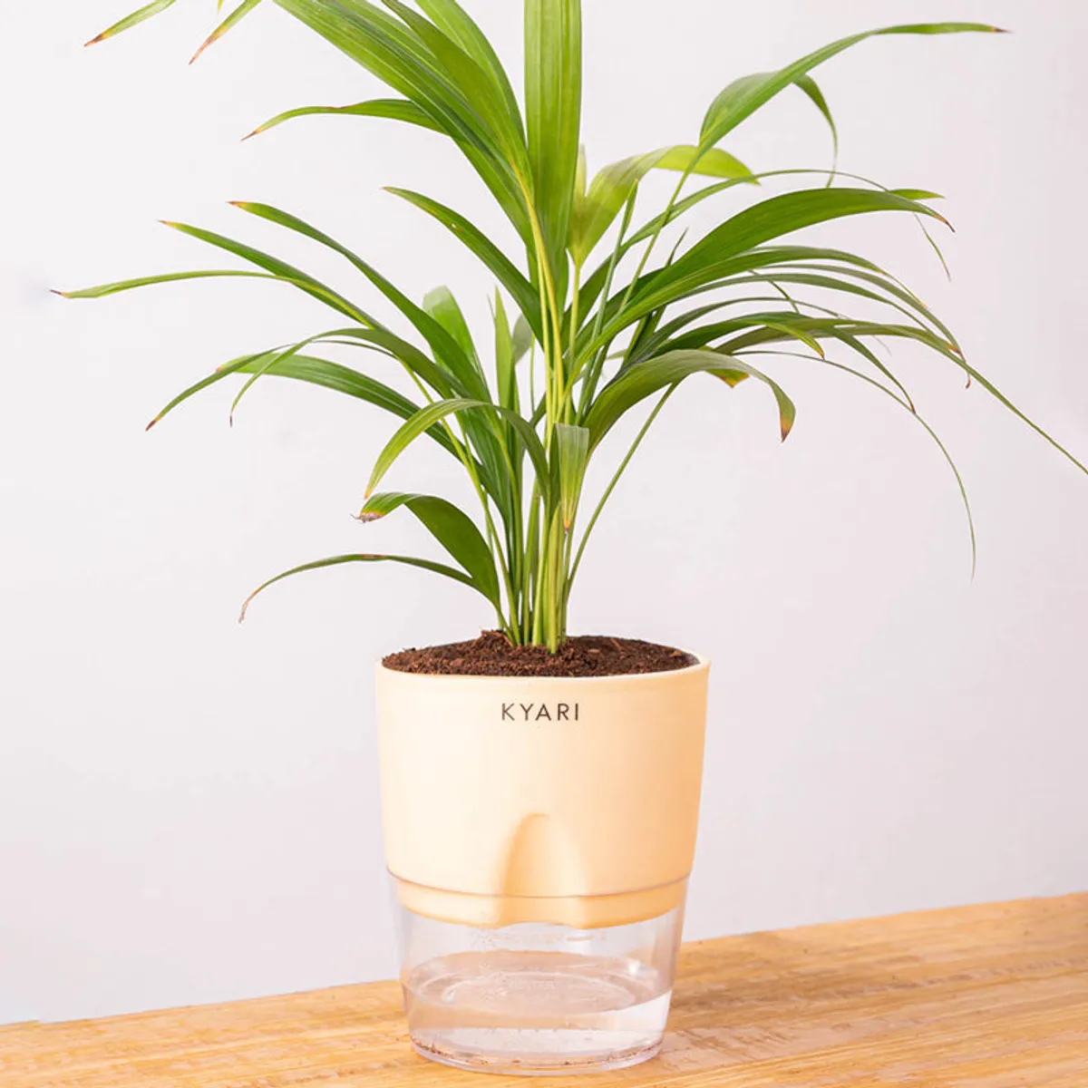 Areca Palm in an ivory pot with a clear lower reservoir on a table