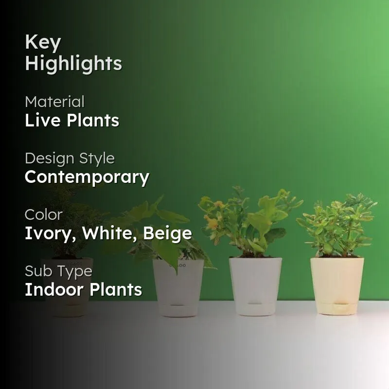 Ugaoo Indoor Live Plants With Pots - Set Of Four media 2