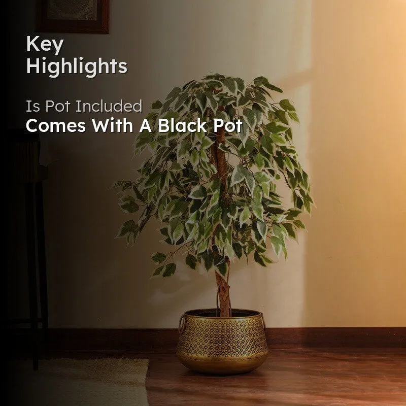 Artificial Variegated Ficus Plant With Black Plastic Pot - 4 ft media 2