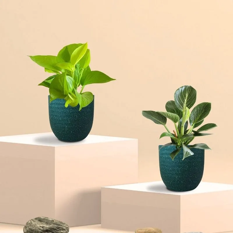 Greenkin Birkin & Golden Pothos Live Plants (Green) - Set Of Two media 3