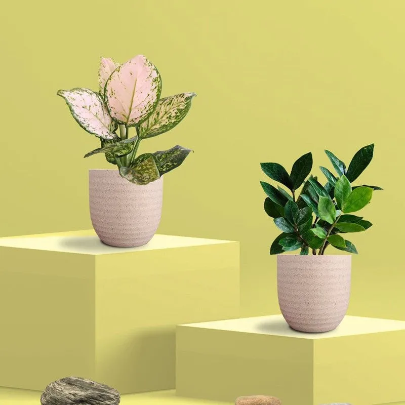 Greenkin ZZ & Aglaonema Wishes Live Plants (Ivory) - Set Of Two media 3