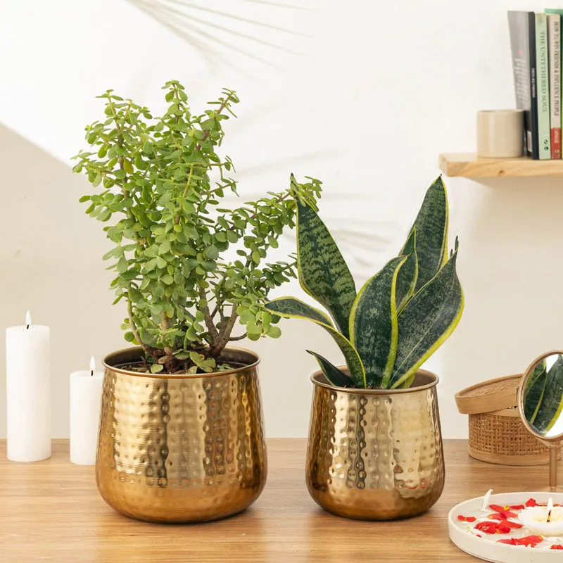 Rooted Charm Auric Golden Planter - Set Of Two media 2
