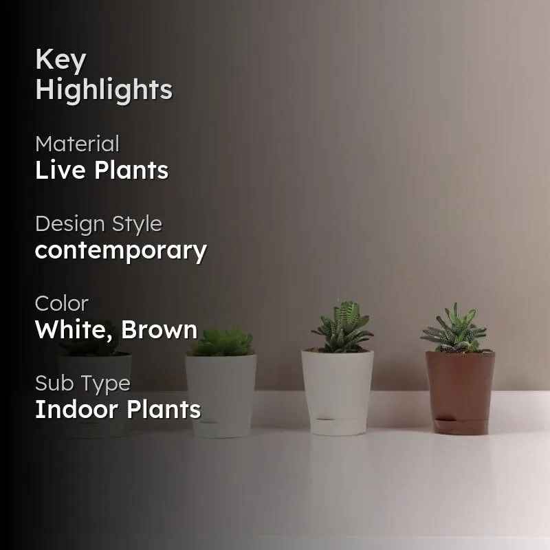 Ugaoo Succulent Plants With Pot - Set Of Four - 2