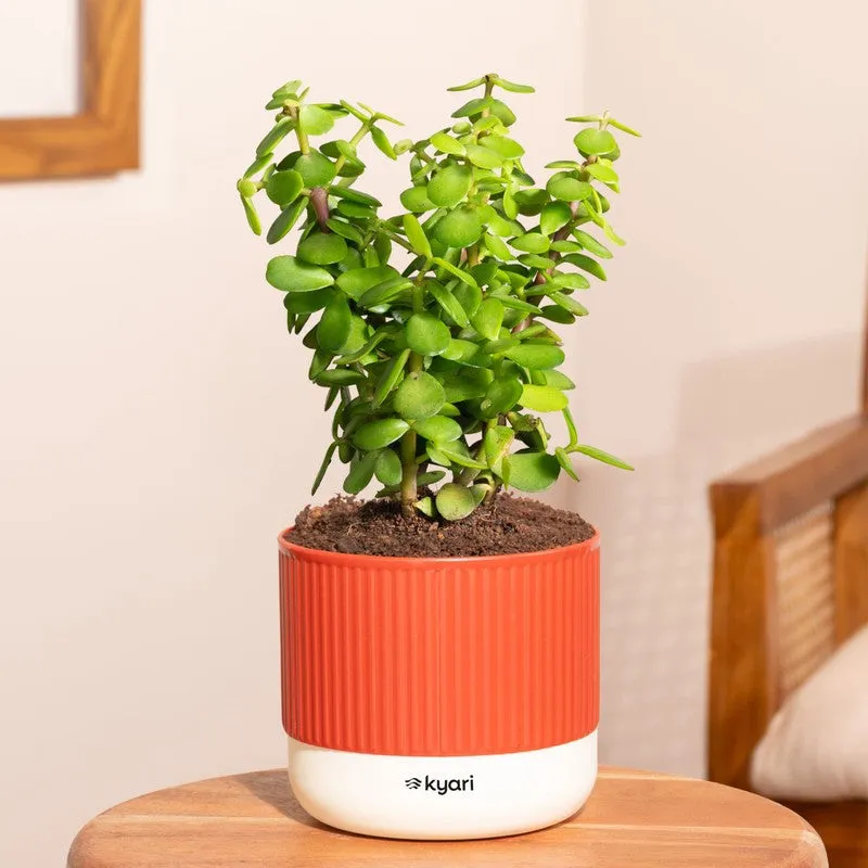 Kyari Jade Plant with Self Watering Pot - Red media 1