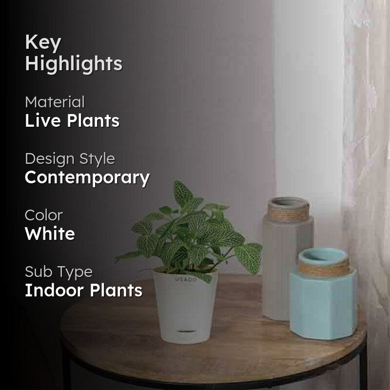 Ugaoo Big Leaf Fittonia Plant media 2