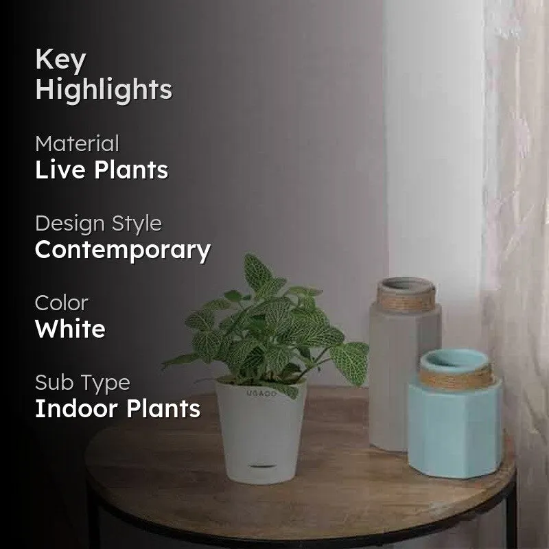 Ugaoo Big Leaf Fittonia Plant media 2