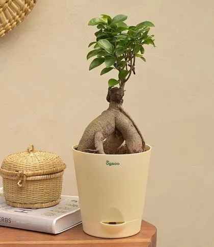 Live Plants