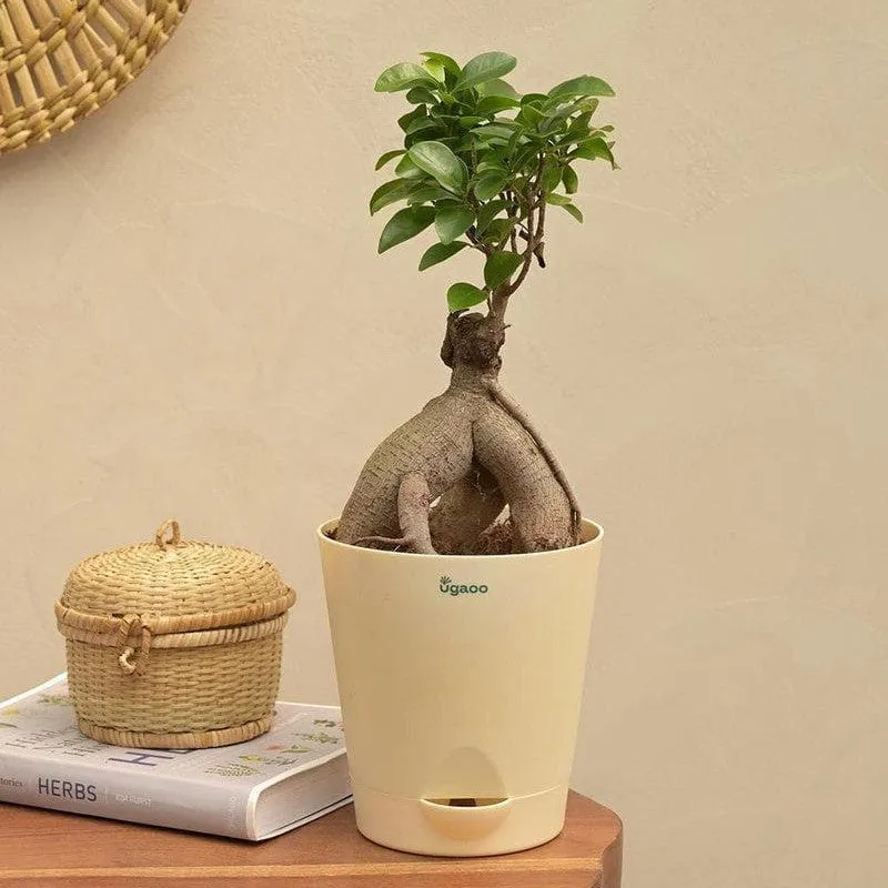Ugaoo Ficus Bonsai Plant media 1