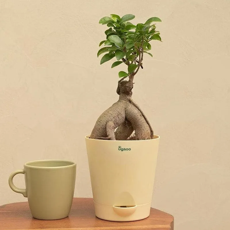 Ugaoo Ficus Bonsai Plant media 6