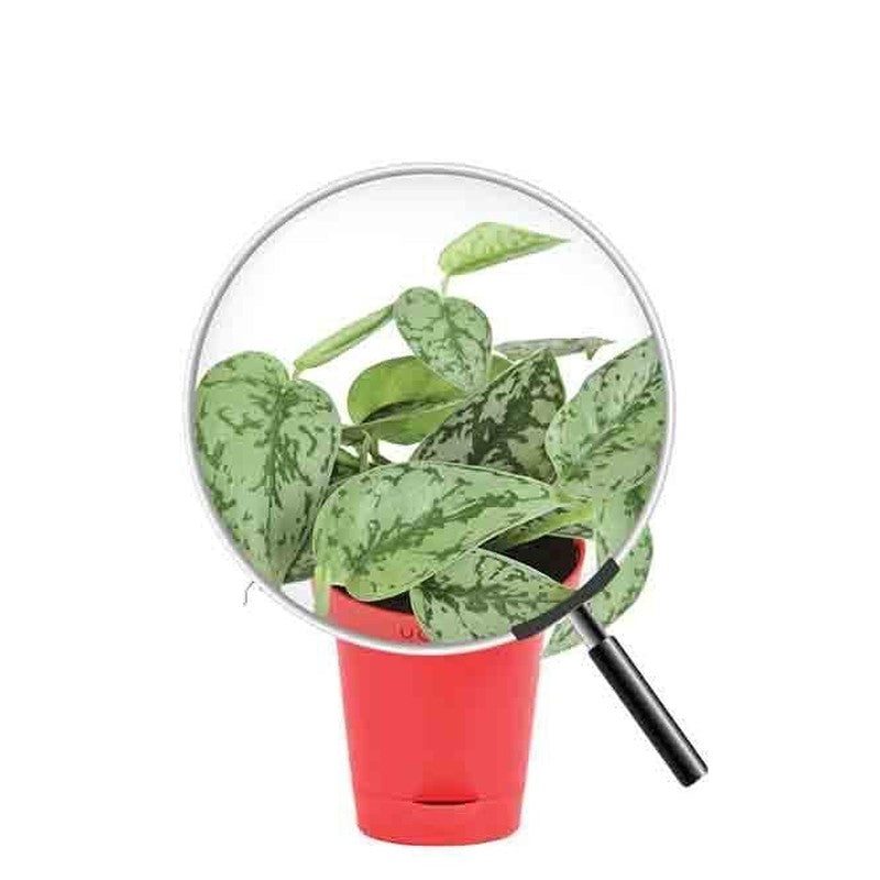 Ugaoo Satin Silver Splash Plant media 5