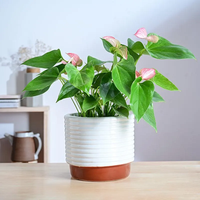 Ugaoo Fern Friend Ceramic Planter - Terracotta media 2