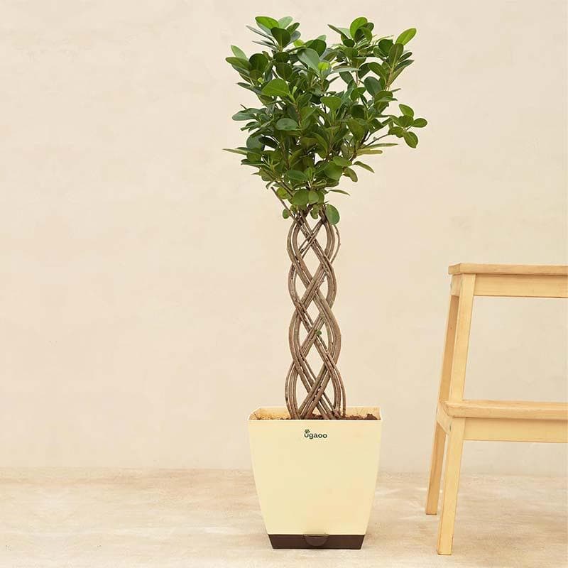 Ugaoo Netted Ficus Tree media 3
