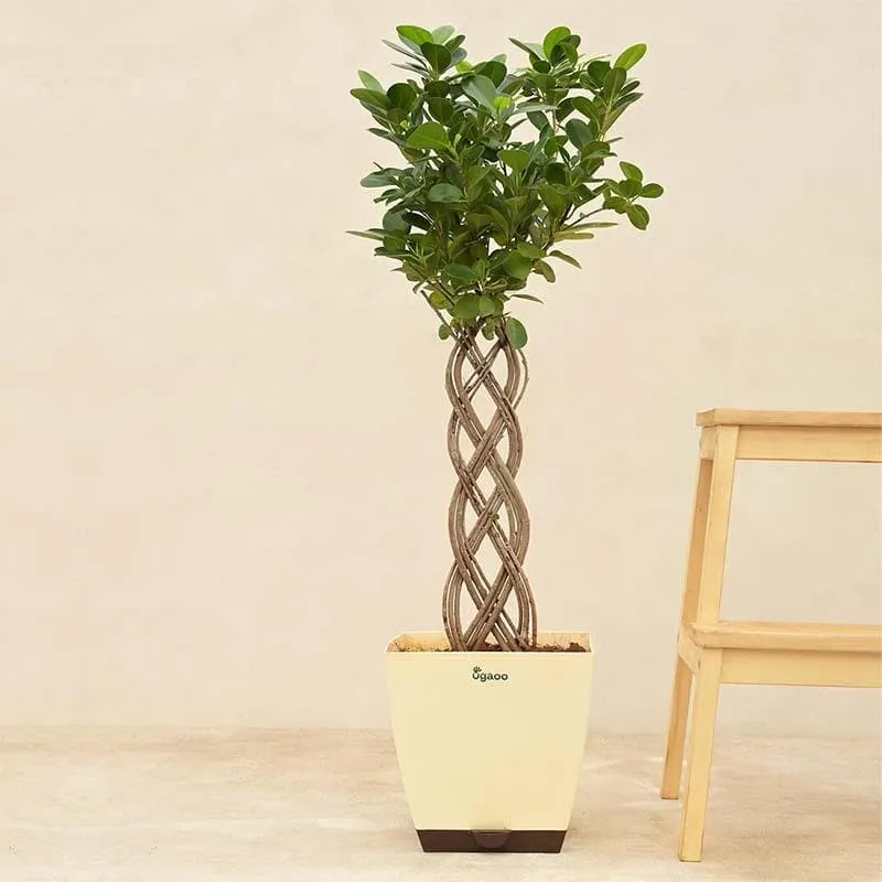 Ugaoo Netted Ficus Tree media 3