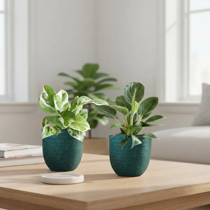 Greenkin Birkin & Njoy Live Plants (Green) - Set Of Two media 1