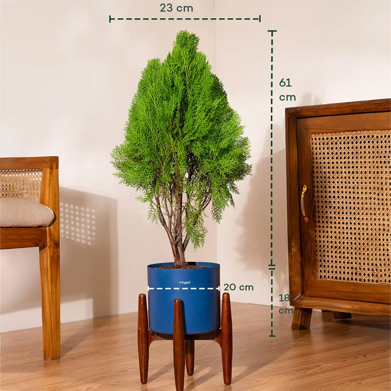 Kyari Thuja Plant With Metal Self Watering Pot (Blue) - 2.5 Feet media 5