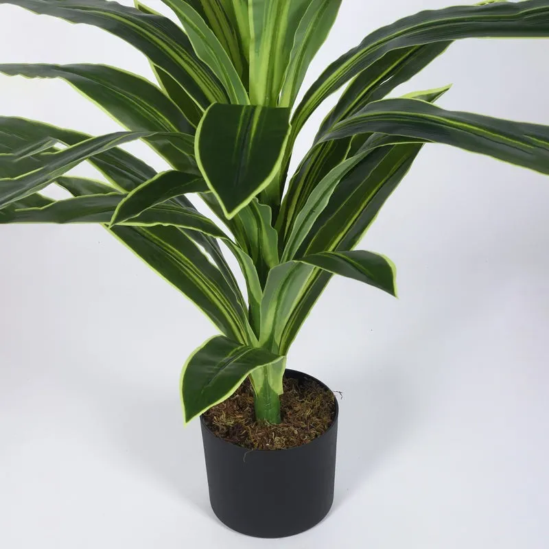 Everlyn Artificial Dracaena Plant With Black Fiber Pot - 4.6 Feet media 9