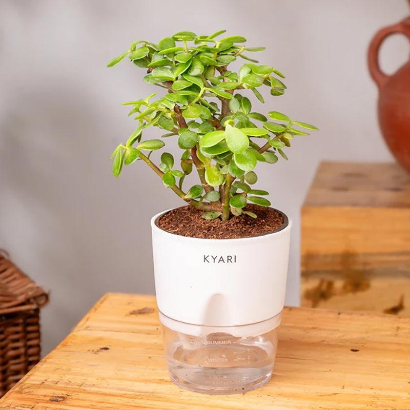 Kyari Lucky Jade Plant With Self Watering Pot - White media 3