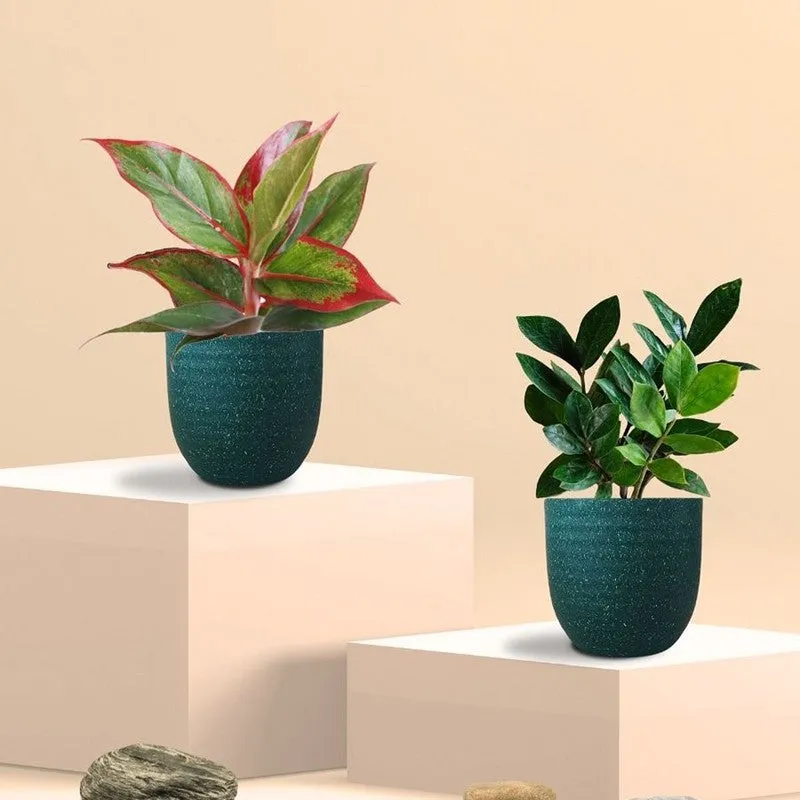 Greenkin ZZ & Aglaonema Lipstick Live Plants (Green) - Set Of Two media 3