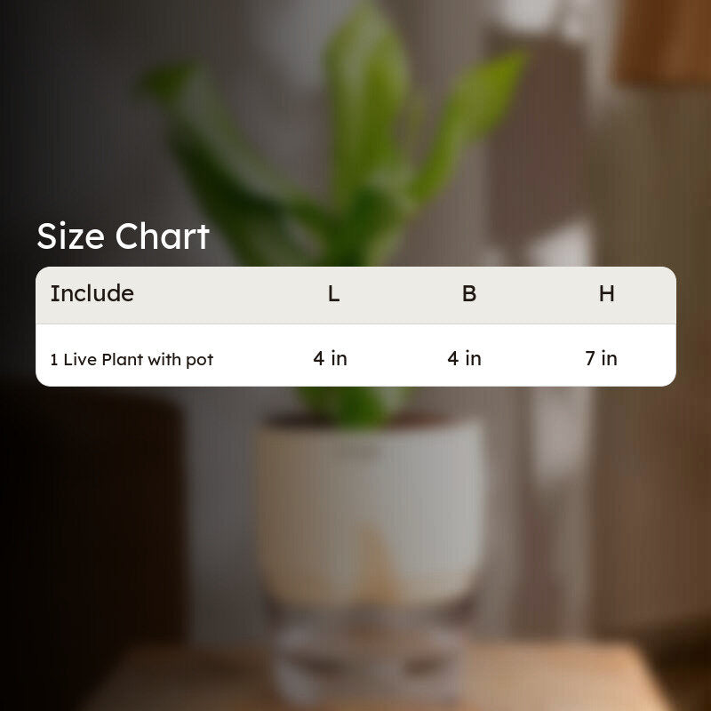 Kyari Peace Lily Plant With Self Watering Pot (Ivory) - 18 cm media 8