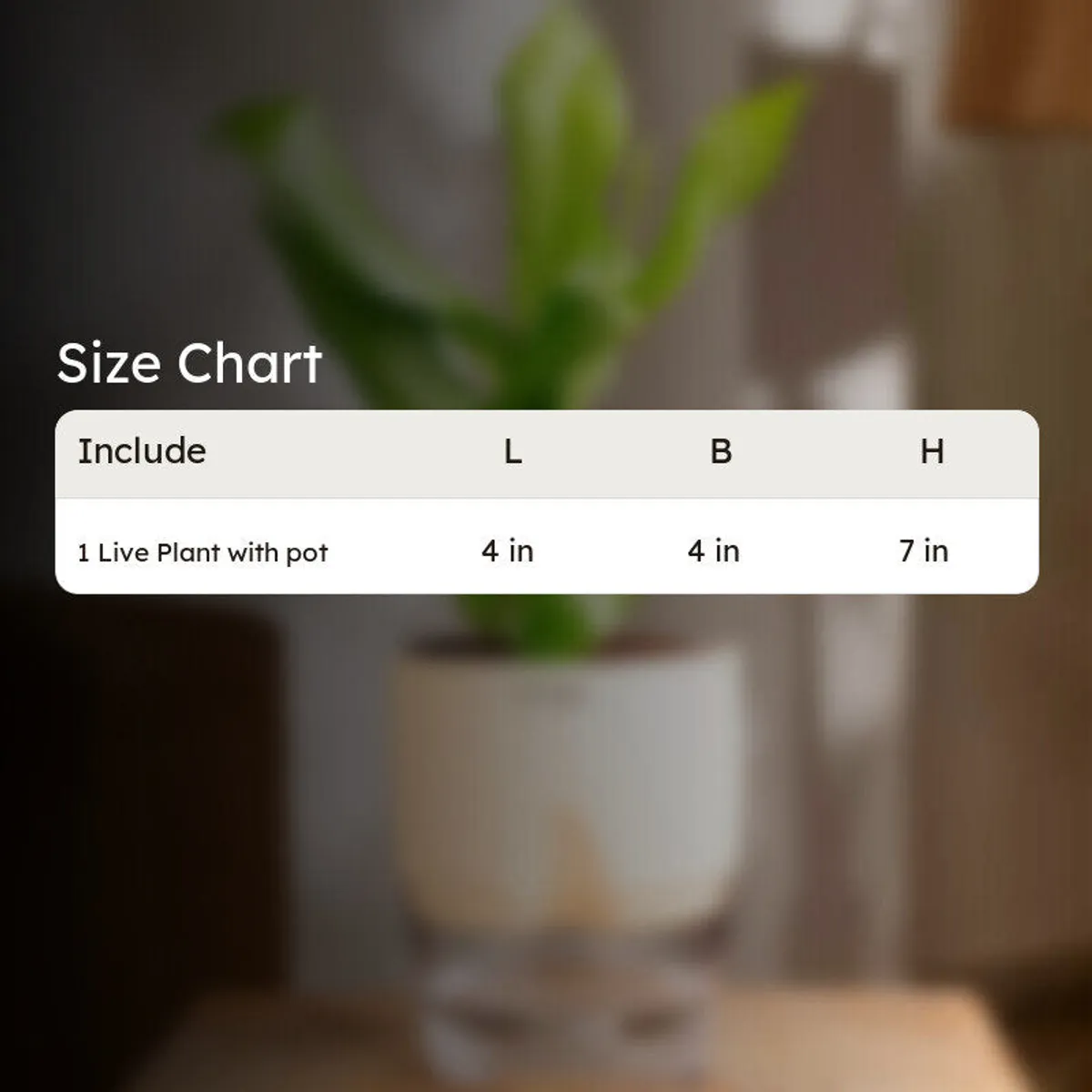 Peace Lily plant and ivory pot shown in a softly blurred indoor setting.