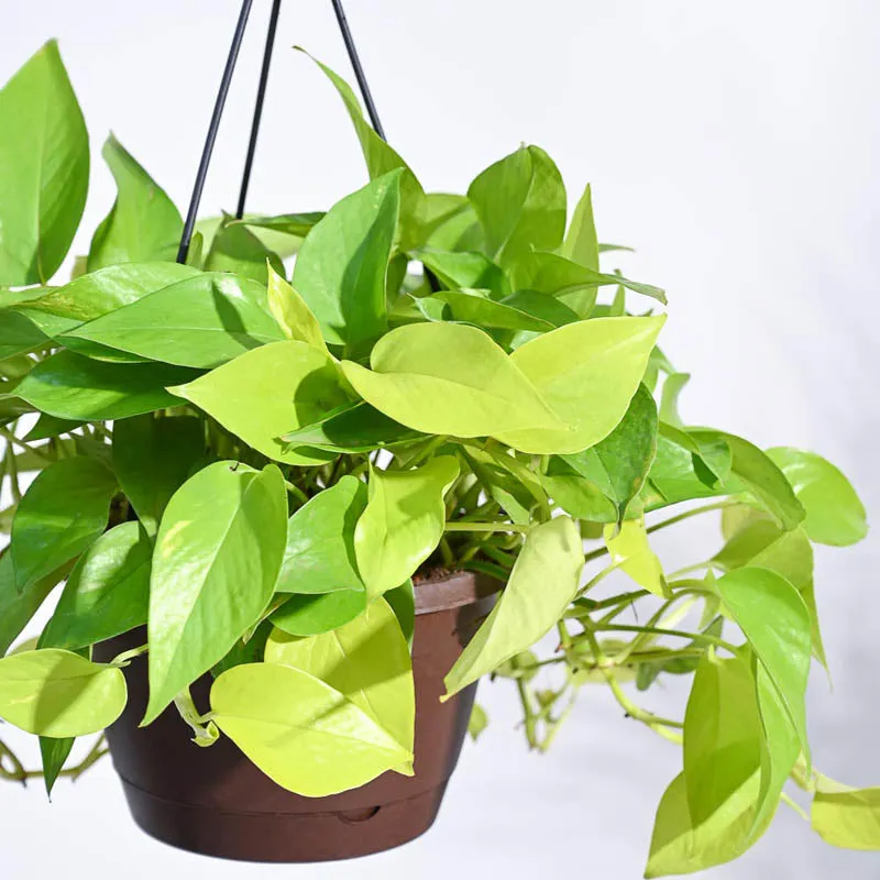 Ugaoo Money Plant Golden With Hanging Pot media 6