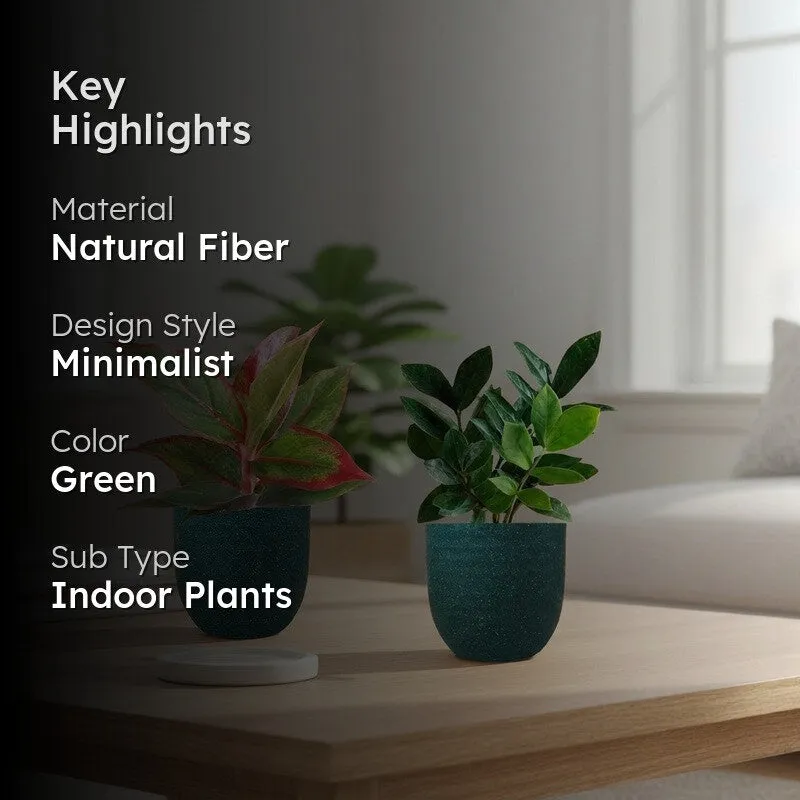 Greenkin ZZ & Aglaonema Lipstick Live Plants (Green) - Set Of Two media 2