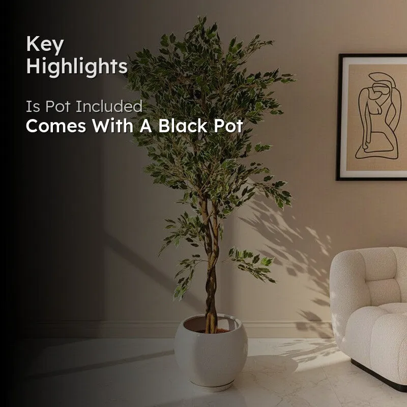 Artificial ficus tree in a room with a light-coloured chair and framed artwork