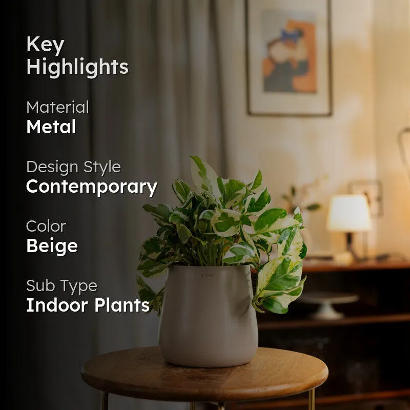 Kyari Money Plant With Metal Self Watering Pot - Beige media 2