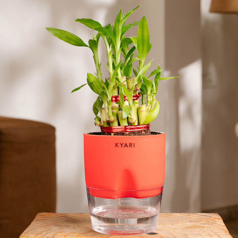 Kyari 2-Layer Lucky Bamboo With Self Watering Pot (Red) - 18 cm