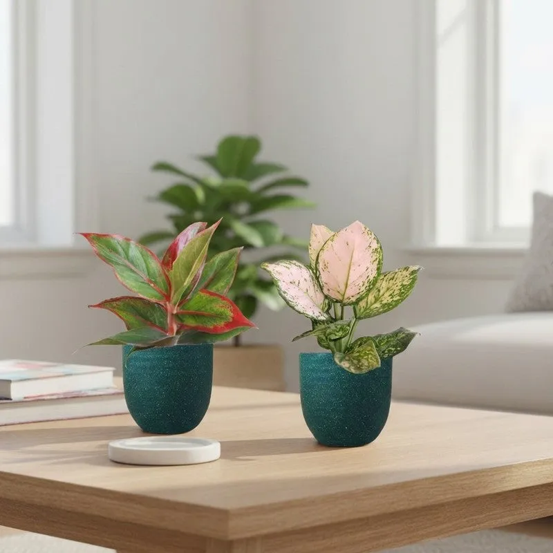 Greenkin Aglaonema Wishes & Lipstick Live Plants (Green) - Set Of Two media 1