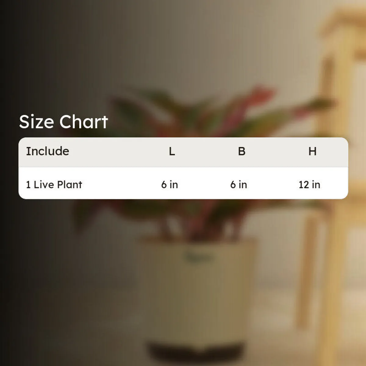 Aglaonema plant shown in a planter with a size chart